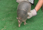Armadillo races