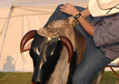Mechanical Bull