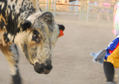 Rodeo