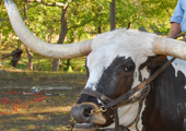 Ranch Tours