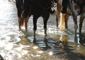 Trail Rides