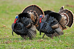 Wild turkeys abound on Knibbe Ranch.