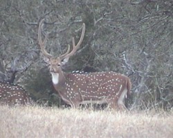 Axis deer can be seen on Knibbe Ranch.